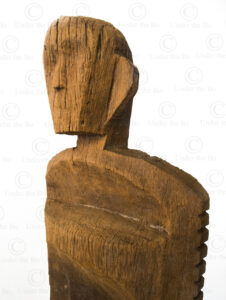 Borneo ladder BO188B. Sarawak, Borneo, Malaysia.