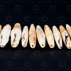 Oblong shell tribal beads NA228. Konyak of northern Nagaland, Eastern India.