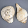 Naga shell decoration NA231. Konyak of northern Nagaland, Eastern India.