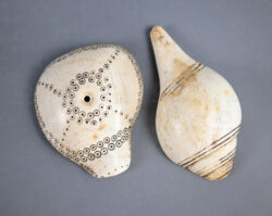Naga shell decoration NA231. Konyak of northern Nagaland, Eastern India.