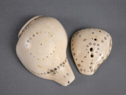 Naga shell decoration NA232. Konyak of northern Nagaland, Eastern India.